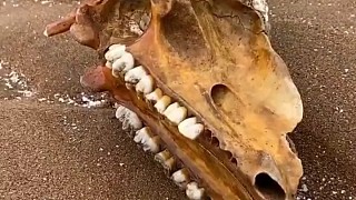 发现一只龙头骨，还有许多奇怪的海洋小生物