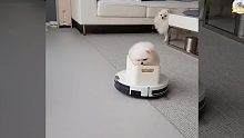 宠物迷惑行为之求坐扫地机器人的小狗狗【韩国博美犬RUDY&PONGKI】【搬什么搬运】
