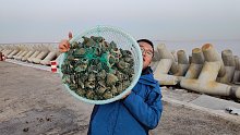 什么才是赶海发财？5平米大小的地方能捡30斤海螺，给二蛋乐坏
