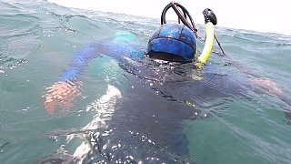 无氧深潜11米干上巨狼鱼，同伴紧急呼叫，阿锋急速支援果断补刀