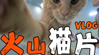 火山猫片！！！男子汉第一次撸猫是什么样的感受！！！