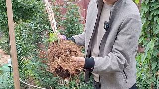 突尼斯软籽石榴冻死了，拔了栽种一棵更耐寒的欧洲木绣球