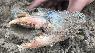 兴哥赶海发现超大螃蟹洞，终于挖到梦寐以求的“蟹王”目测有两斤