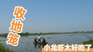 张磊带朋友去田里起地笼，农村家养的龙虾很干净，吃起来赞不绝口