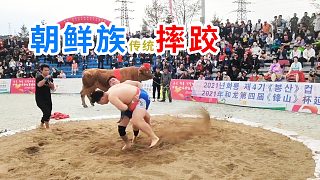 #朝鲜族# 传统摔跤冠军赢得一头 #延边# 大黄牛 #金达莱民俗村# 「007-青蛙自拍」