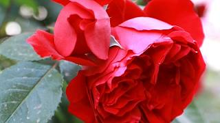 正红色的藤本月季：弗洛伦蒂纳，开花鲜红欲滴，花型周正、耐晒