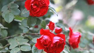 大红色的藤本月季：弗洛伦蒂纳，开花鲜红欲滴、花期长不怕晒