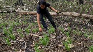 金刚亚马逊-原始丛林生存-第116集-粮食作物在新的土地上，荒野求生，野外生存