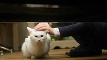 一部韩国小众恐怖片，自从女子收养了一只灵异白猫，厄运接连不断