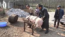 湖南农村流传了上百年的风俗，杀猪要选个好日子，和你那一样吗