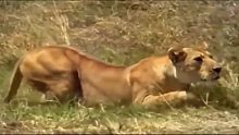 狮子强悍的杀伤力使其雄霸草原