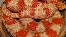 玉米蛇宠物蛇