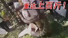 上百斤的世界最大眼镜王蛇!比大腿还粗!眼镜王蛇真的能长到100斤吗?