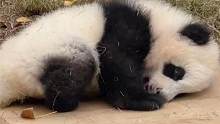 超级软糯的熊猫小宝宝在镜头前钱乖乖卖萌，好想把小可爱抱回家
