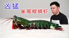 非常凶猛的雀尾螳螂虾，攻击速度堪比子弹，出锅后都有点不敢下嘴